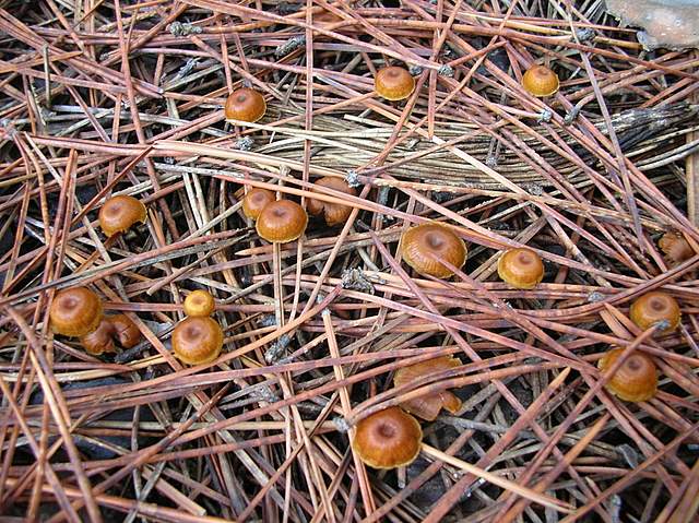 Xeromphalina cauticinalis   (Fr.)  Khner & Maire